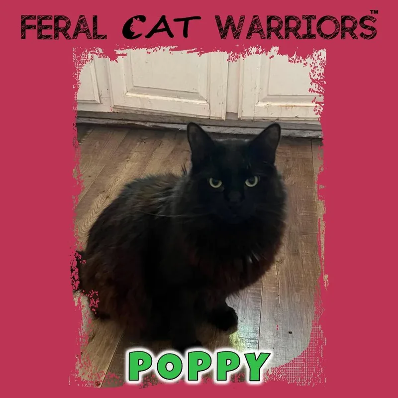An adult small-sized male Black Domestic Long Hair cat named Poppy for adoption in Kingman, AZ