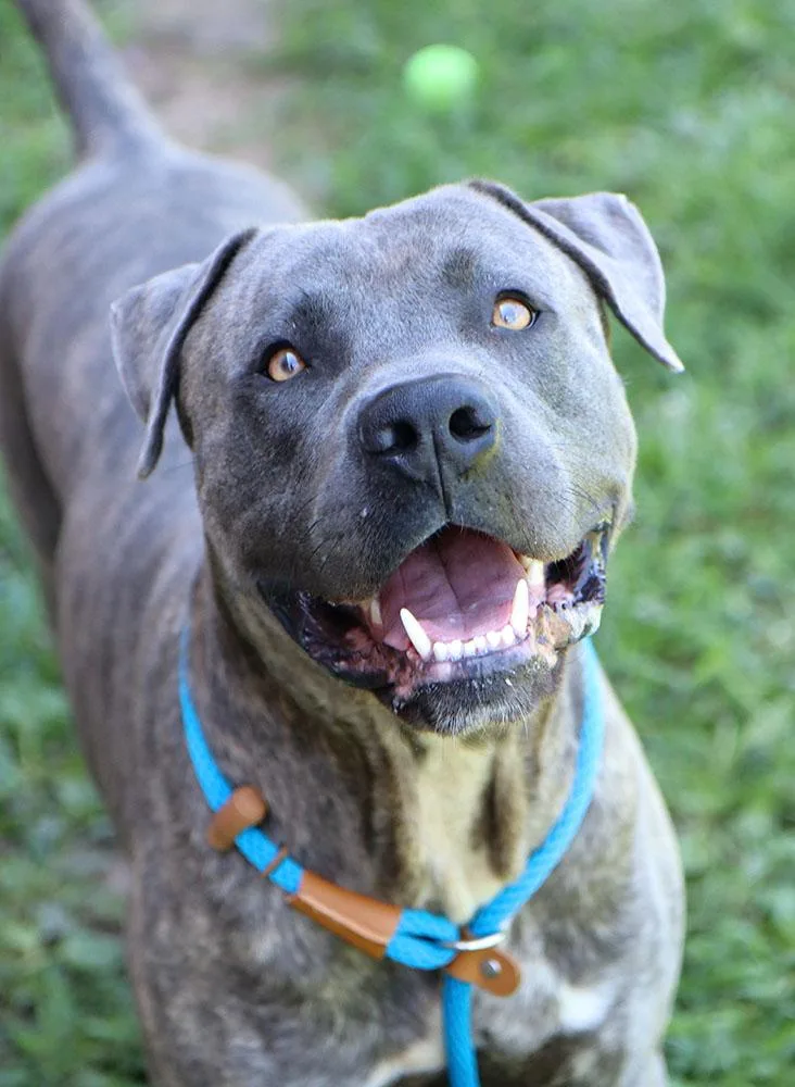 A young large-sized male Brindle Cane Corso dog named Elijah for adoption in Kansas City, KS