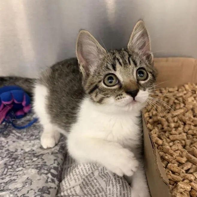 A baby small-sized female Domestic Short Hair cat named Candy for adoption in Marshall, VA
