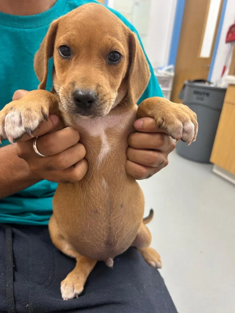 A baby medium-sized male Beagle dog named Alfie for adoption in Hartsville, SC