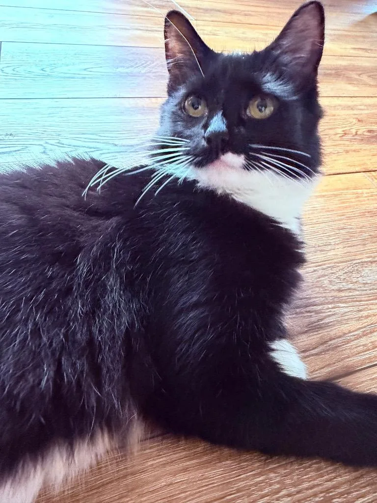 Gigi