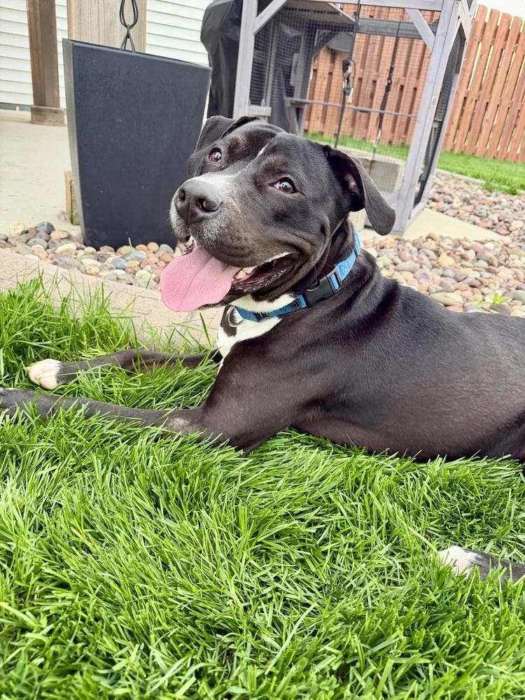 A young large-sized male Black Pit Bull Terrier dog named Bender for adoption in Muskego, WI