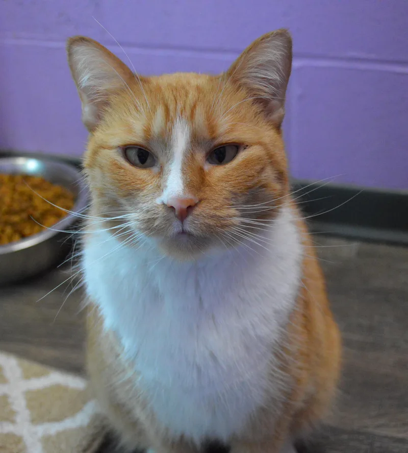 An adult medium-sized female Orange & White Domestic Short Hair cat named Eowyn for adoption in House Springs, MO