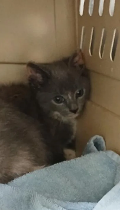 A baby small-sized female Gray / Blue / Silver Domestic Medium Hair cat named Doe for adoption in Marshall, NC