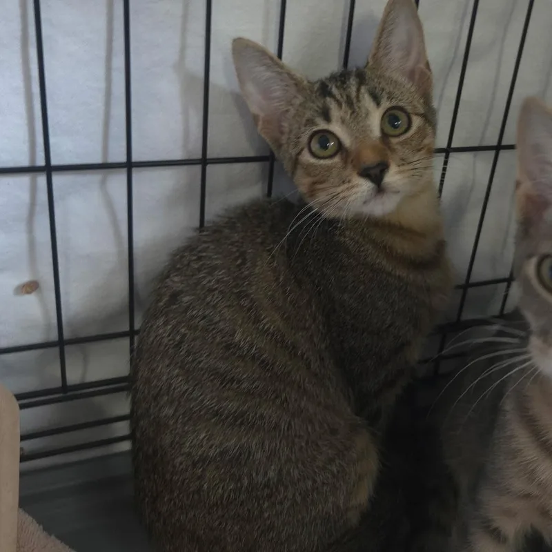 A baby medium-sized female Domestic Short Hair cat named Lexapro for adoption in Warwick, RI