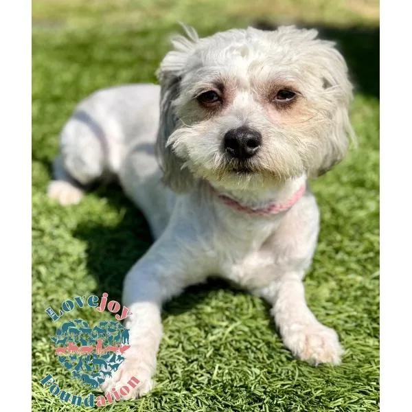 A young small-sized female White / Cream Maltese dog named Birdie for adoption in Inglewood, CA