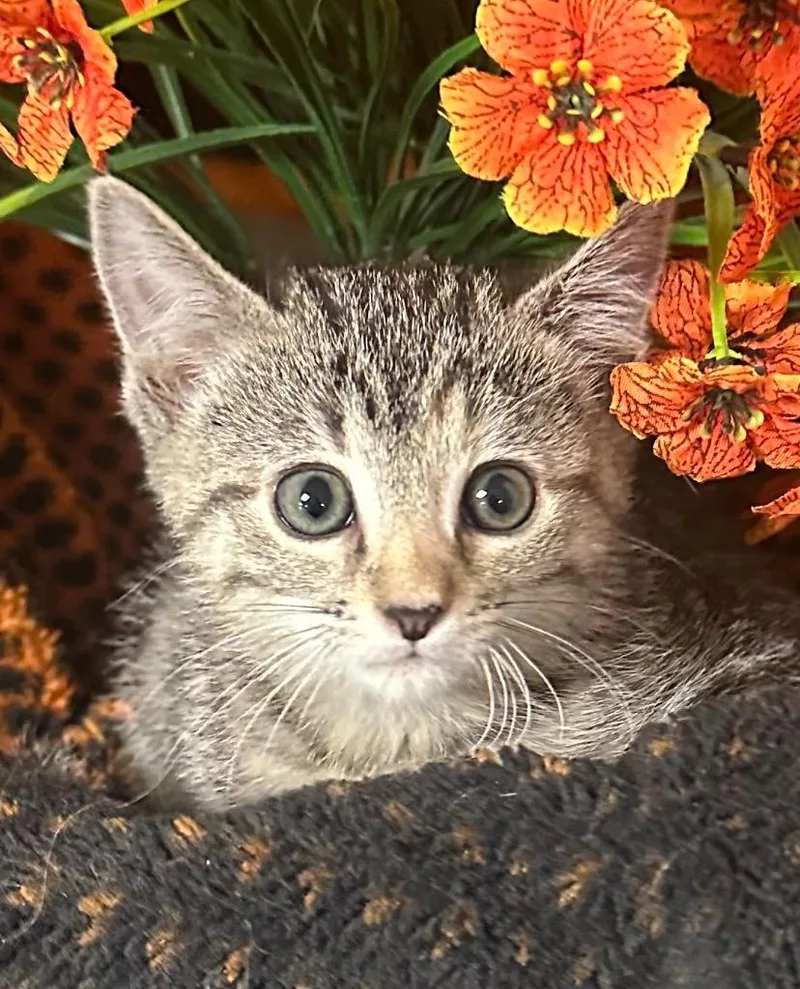 A baby small-sized female Domestic Short Hair cat named Calisto for adoption in Stillwater, OK
