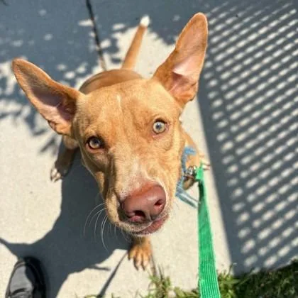 A young medium-sized male Labrador Retriever dog named Haaland for adoption in Voorhees, NJ
