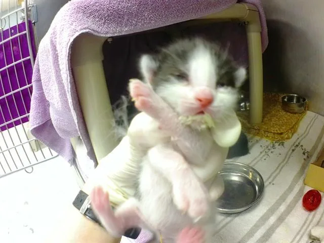 A baby small-sized male Domestic Short Hair cat named Hotdog for adoption in Omaha, NE