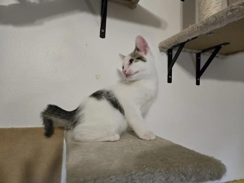 A baby small-sized male White Domestic Short Hair cat named Cookie Dough for adoption in Plymouth, MI
