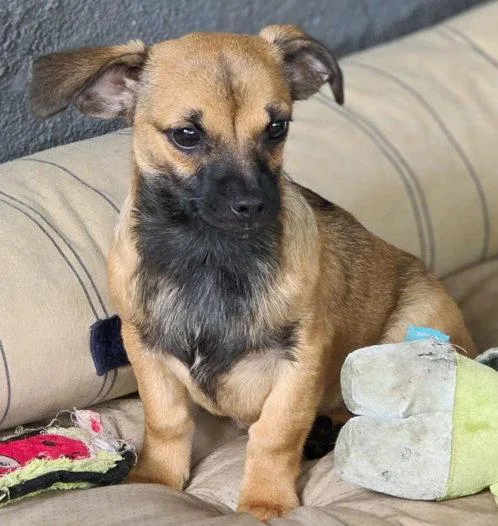 A baby small-sized male Dachshund dog named Freddie for adoption in Anaheim Hills, CA