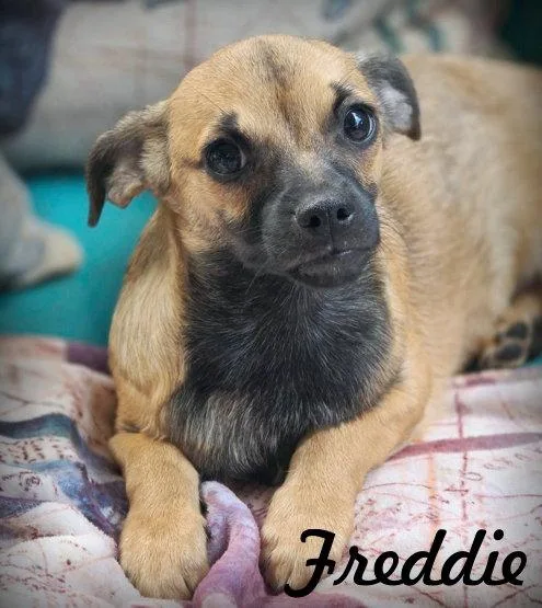 Freddie thumbnail 3
