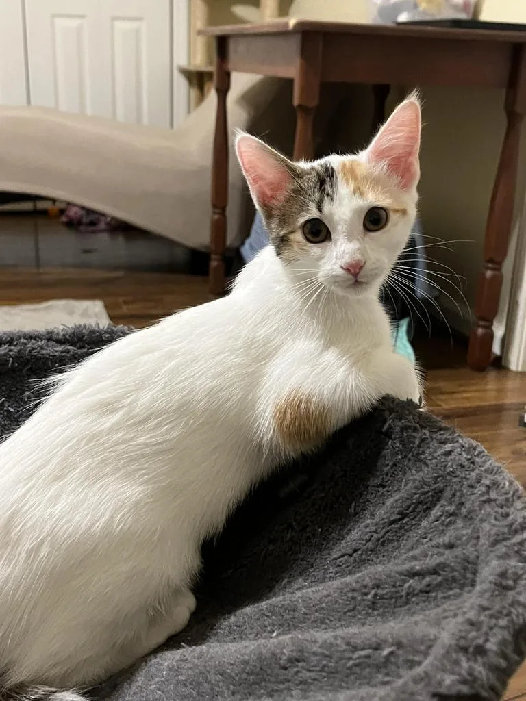 A baby medium-sized female Calico cat named Monica for adoption in Raleigh, NC