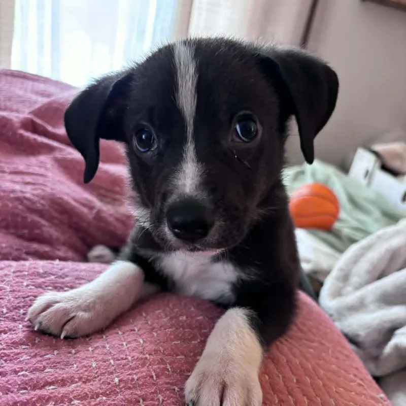 A baby small-sized male Black Mixed Breed dog named Hurricane for adoption in Raleigh, NC