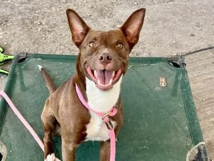 An adult small-sized female Brown / Chocolate Mixed Breed dog named Nakoma for adoption in Georgetown, TX