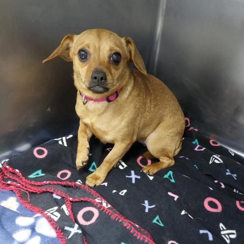 An adult small-sized female Red / Chestnut / Orange Mixed Breed dog named Renae for adoption in Henderson, KY