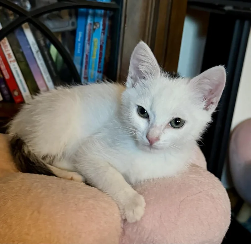 A baby medium-sized male White Domestic Short Hair cat named Smudge for adoption in Pocatello, ID