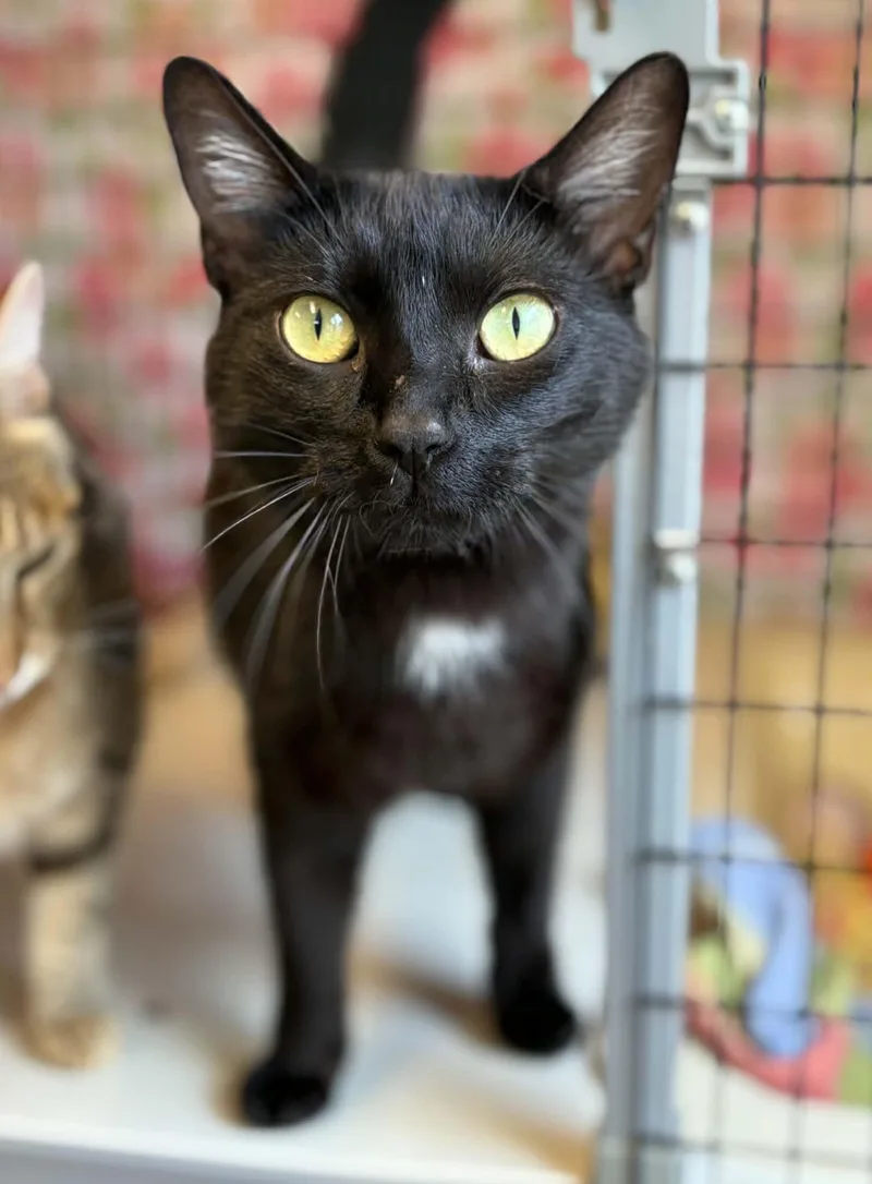 A young medium-sized male Black Domestic Short Hair cat named Benicio for adoption in Grants Pass, OR