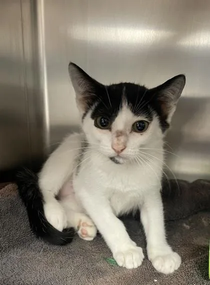 A baby small-sized male Domestic Short Hair cat named Cayenne for adoption in Houston, TX