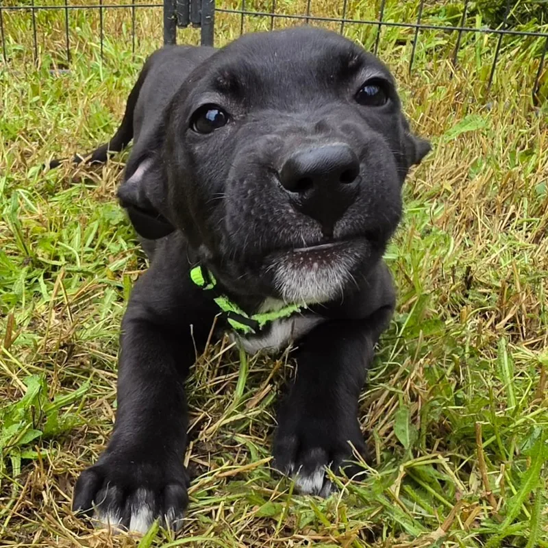A baby large-sized male Black Belgian Shepherd / Malinois dog named Boone for adoption in Centralia, WA