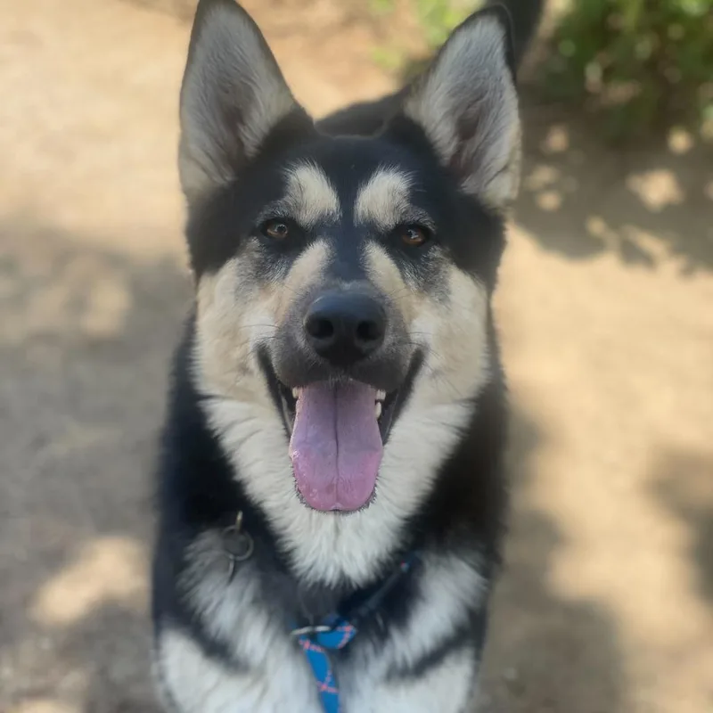 An adult medium-sized female Black Shepherd dog named Primavera for adoption in Riverside, CA