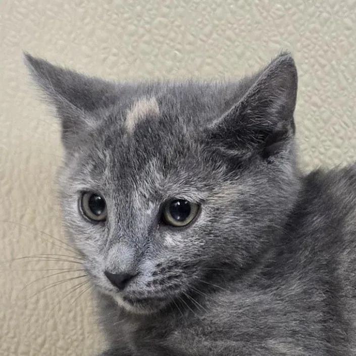 A baby medium-sized male Domestic Short Hair cat named Mao for adoption in Brainerd, MN