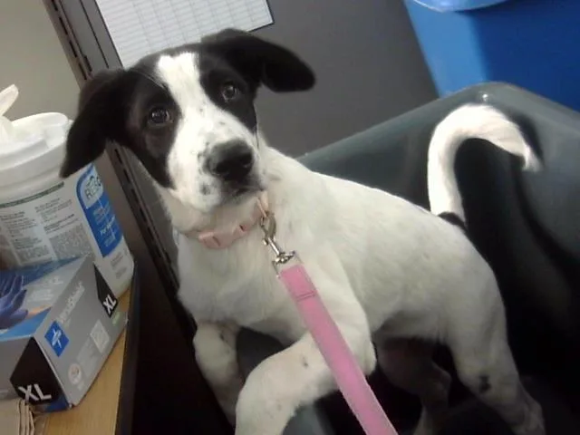 A baby large-sized female Mixed Breed dog named Laney for adoption in Dallas, TX