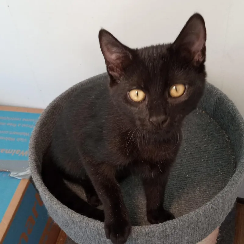 A baby medium-sized female Black Domestic Short Hair cat named Gracie Little for adoption in Coos Bay, OR