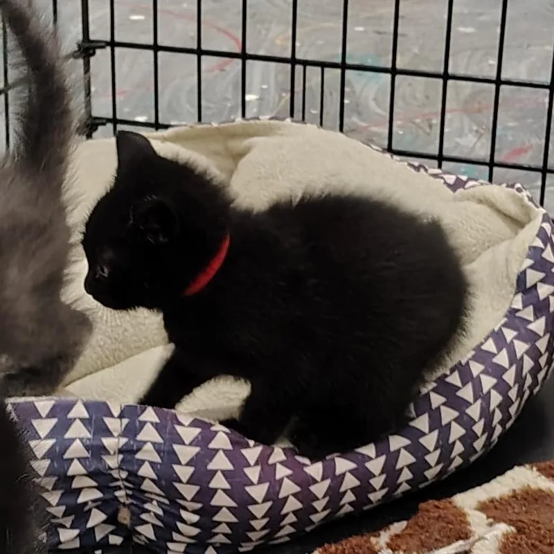 Gracie Little thumbnail 3