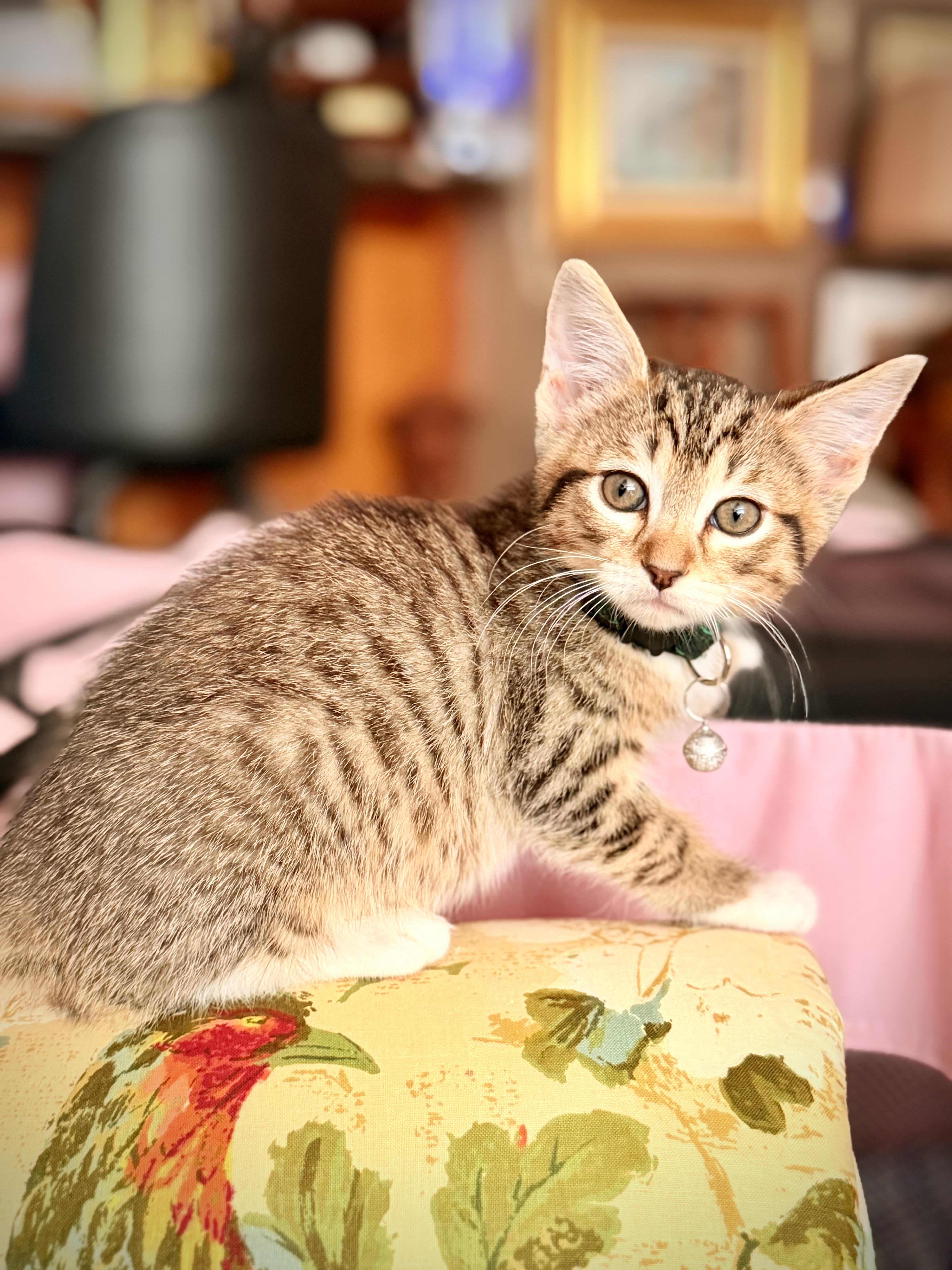A baby medium-sized female Tabby (Brown / Chocolate) Domestic Short Hair cat named Indiana Jones for adoption in Fort Worth, TX