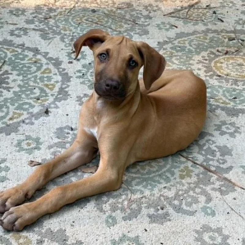 A baby medium-sized female Yellow / Tan / Blond / Fawn Great Dane dog named Gemma for adoption in Raleigh, NC