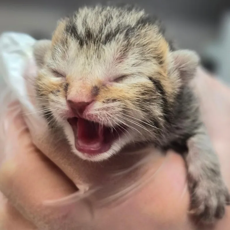 A baby small-sized male Brown / Chocolate Domestic Short Hair cat named Usher for adoption in Newark, NJ
