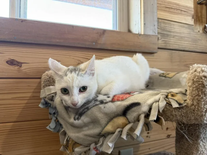 A young medium-sized female Domestic Short Hair cat named Snowflake for adoption in Saint Cloud, MN