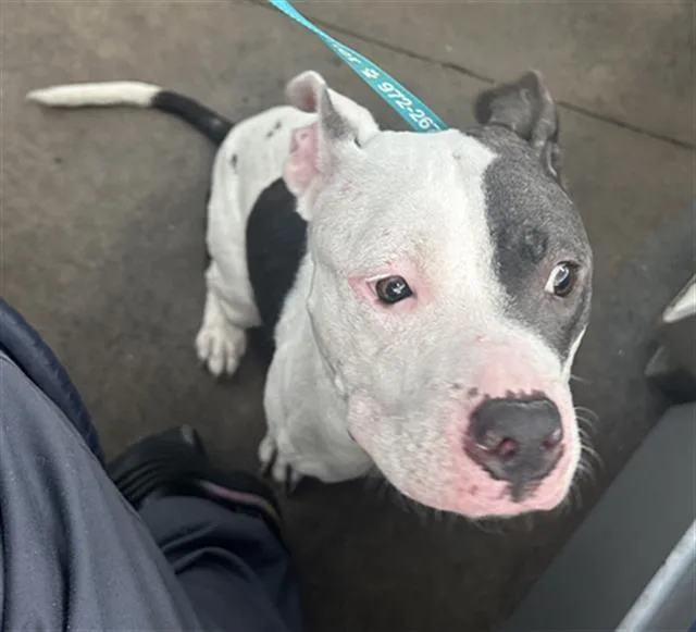 An adult medium-sized female Mixed Breed dog named Indie for adoption in Dallas, TX