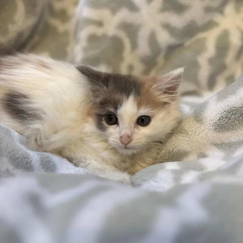 A baby small-sized female Domestic Long Hair cat named Toasty for adoption in Ferndale, MI