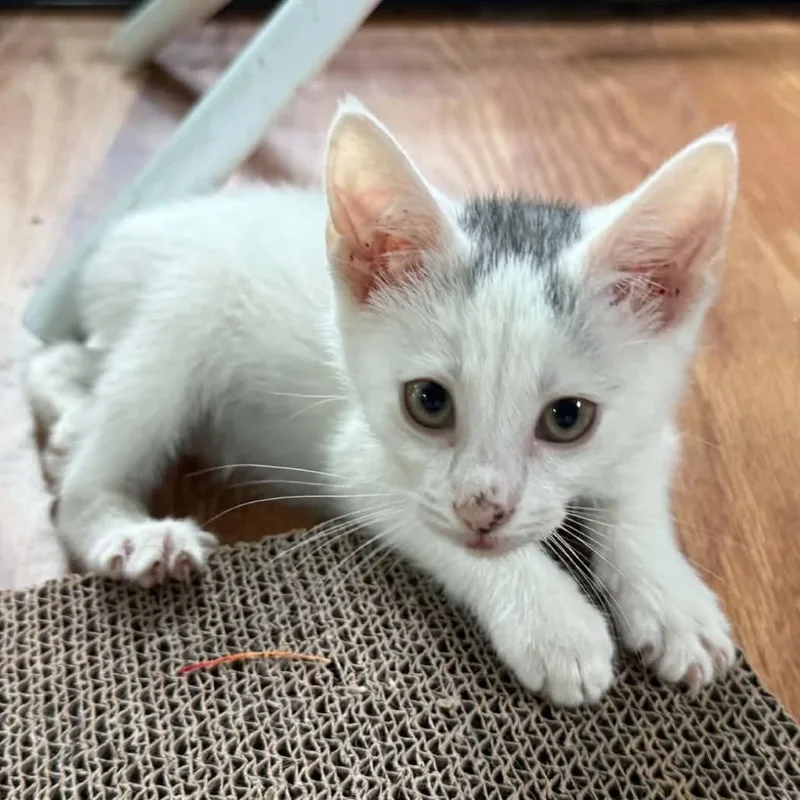 A baby small-sized male White Domestic Short Hair cat named Andromeda for adoption in Troy, IL