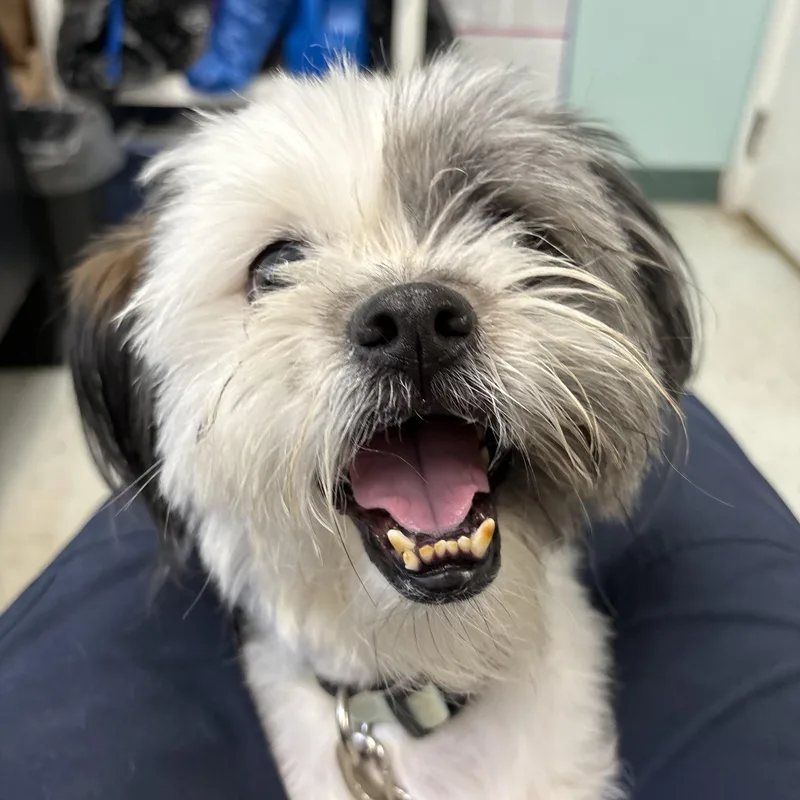 An adult small-sized male White / Cream Shih Tzu dog named Bernie for adoption in Mansfield, CT