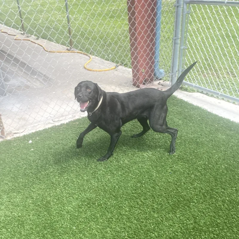 An adult medium-sized female Black Labrador Retriever dog named Belle for adoption in Brookfield, MO