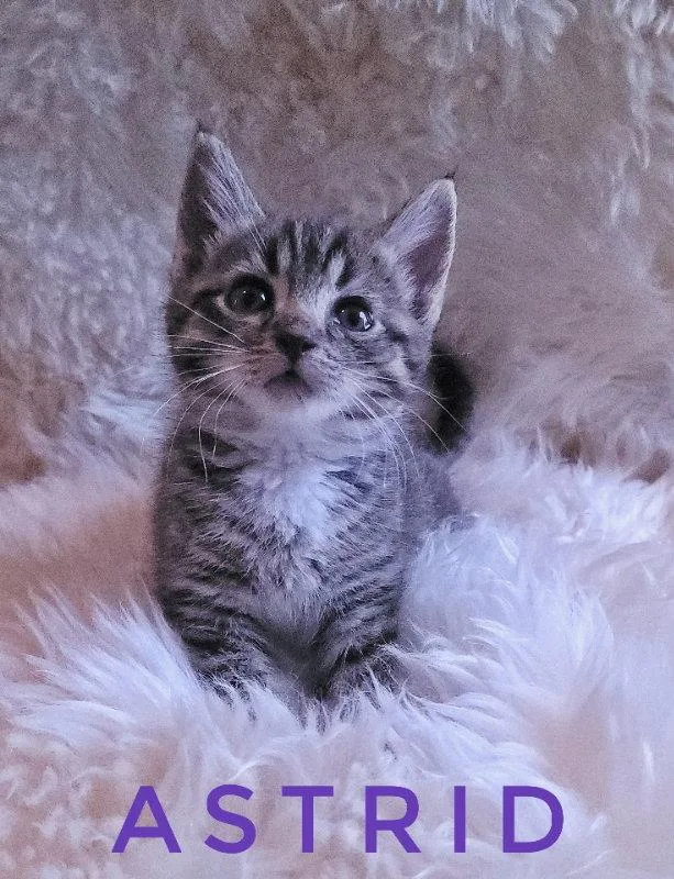 A baby small-sized female Tabby cat named Astrid for adoption in Locust Grove, GA
