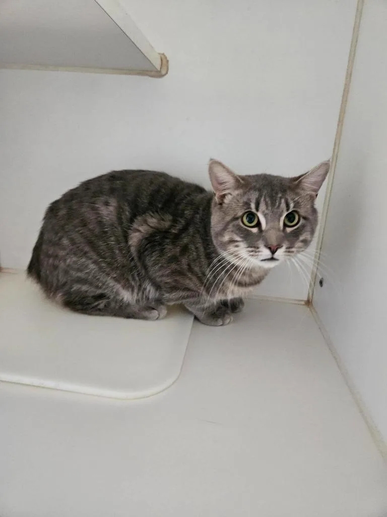 A young large-sized male Manx cat named Bishop for adoption in Maryville, TN