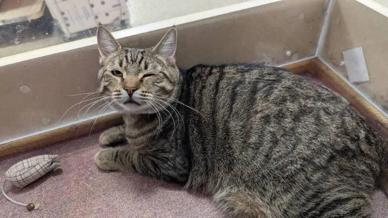 Opie