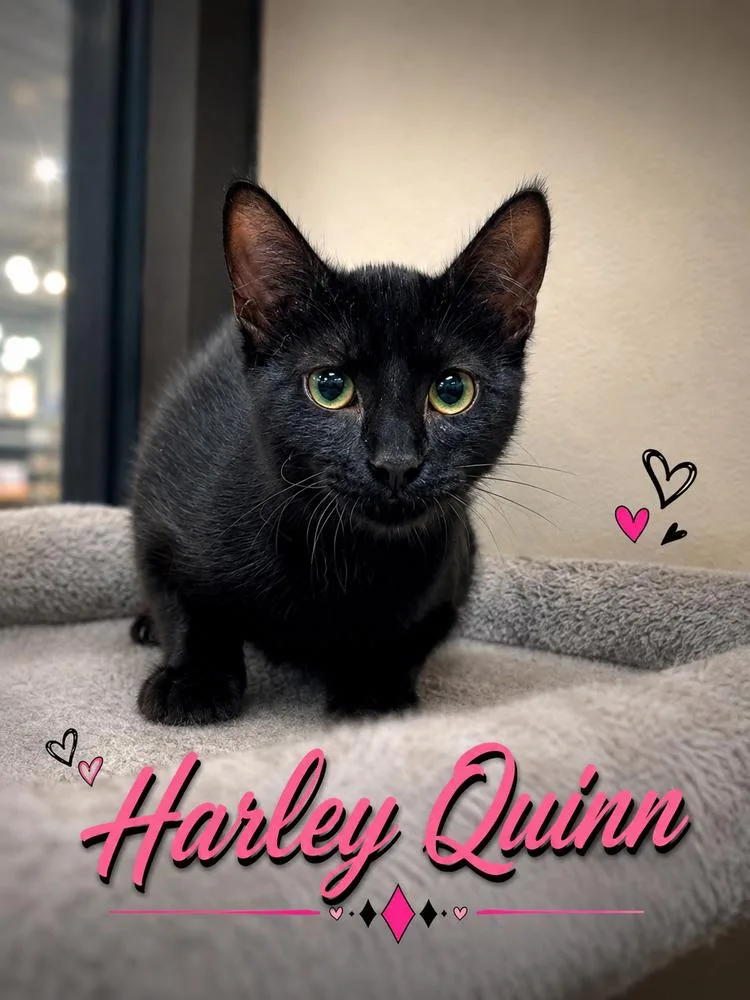 A baby small-sized female Black Domestic Short Hair cat named Harley Quinn for adoption in Fern Park, FL