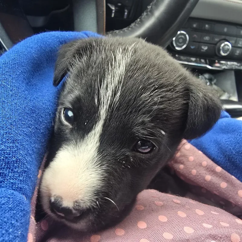 A baby medium-sized female Black Labrador Retriever dog named Mabel for adoption in Huntsville, AL