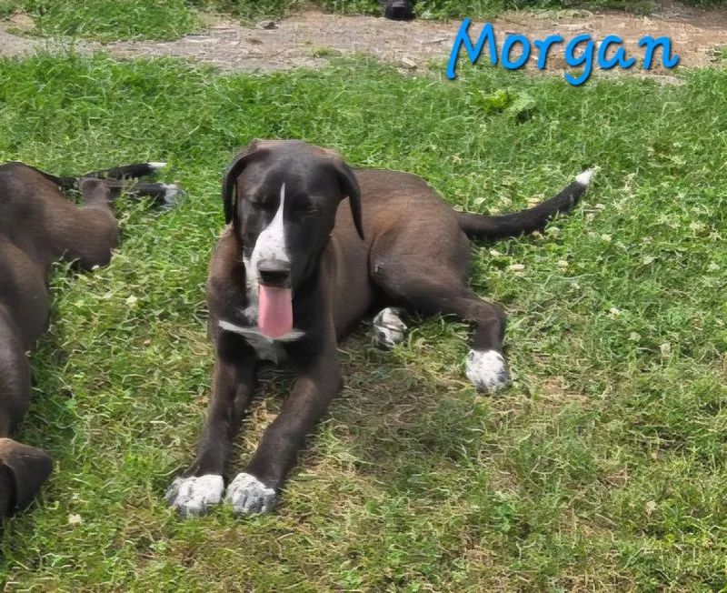 Morgan