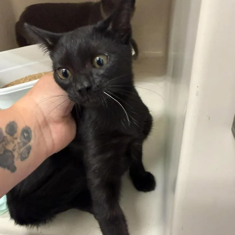 A baby small-sized female Black Domestic Short Hair cat named Velvet for adoption in Rocky Mount, VA
