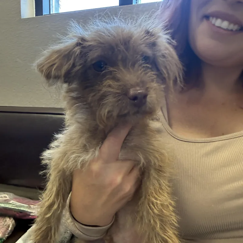 A baby small-sized male Red / Chestnut / Orange Terrier dog named Cinny for adoption in Las Vegas, NV