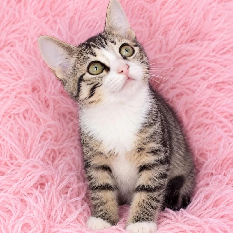 A baby small-sized male Brown / Chocolate Domestic Short Hair cat named Vector for adoption in Quincy, OH