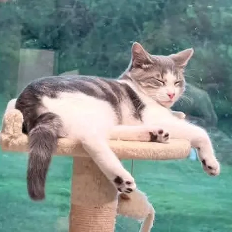 A baby medium-sized male White Domestic Short Hair cat named Hagrid for adoption in Kentwood, MI