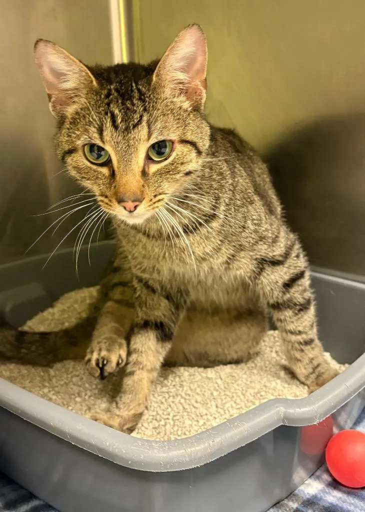 A young medium-sized male Domestic Short Hair cat named Nestor AC for adoption in Greeneville, TN