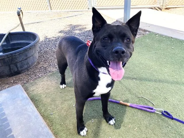 An adult large-sized male Pit Bull Terrier dog named Mushu for adoption in Mesa, AZ